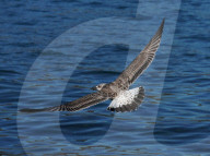 Birds In The Aeolian Islands