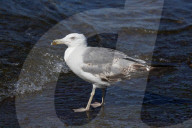 Birds In The Aeolian Islands