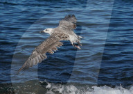 Birds In The Aeolian Islands