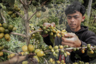 Yellow Coffee Beans Plantation In Indonesia