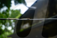 Dendrelaphis Tristis - Indian Bronzeback Tree Snake - Urban Animal - Animal India
