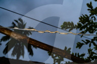 Dendrelaphis Tristis - Indian Bronzeback Tree Snake - Urban Animal - Animal India