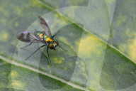 Long-legged Fly