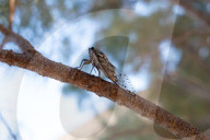 A Cicada On A Tree