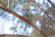 A Cicada On A Tree