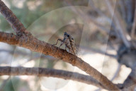 A Cicada On A Tree