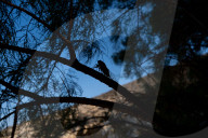 A Cicada On A Tree