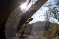 A Cicada On A Tree