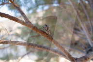 A Cicada On A Tree