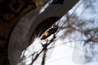 A Cicada On A Tree