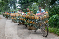 Pineapple Carriers in Bangladesh