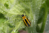 Striped Cucumber Beetle
