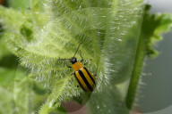 Striped Cucumber Beetle