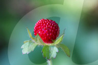 Indian Strawberry Plants