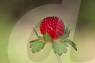 Indian Strawberry Plants