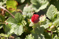Indian Strawberry Plants