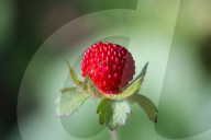 Indian Strawberry Plants