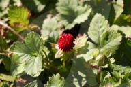 Indian Strawberry Plants
