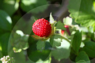 Indian Strawberry Plants