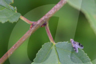 Fruit Fly On A Leaf