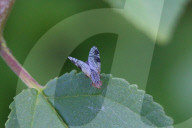 Fruit Fly On A Leaf