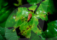 Lycid Beetle - Toxic Beetle - Net-winged Beetle - Lycidae