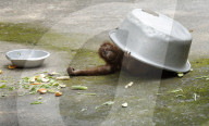 Zoo Animal In India
