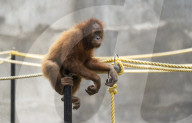 Zoo Animal In India