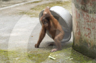 Zoo Animal In India