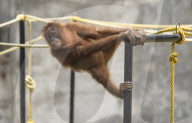 Zoo Animal In India