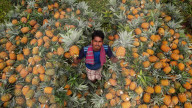 Pineapple Carriers in Bangladesh
