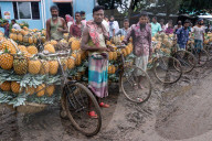 Pineapple Carriers in Bangladesh