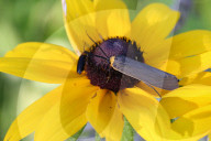 Virginia Ctenucha Moth