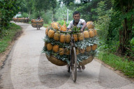 Pineapple Carriers in Bangladesh