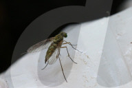 Snipe Fly