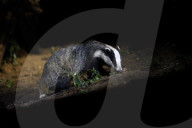 European Badgers in the Wild
North Yorkshire, United Kingdom