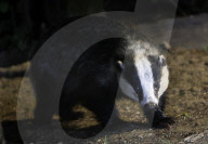 European Badgers in the Wild
North Yorkshire, United Kingdom