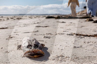 Devastating Algal Bloom In South Australia 