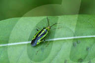 Fourlined Plant Bug