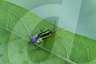 Fourlined Plant Bug