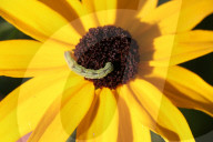 Caterpillar Eating A Black-eyed Susan Flower