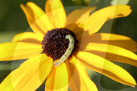 Caterpillar Eating A Black-eyed Susan Flower