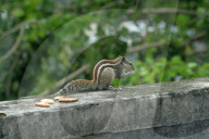 India Animal