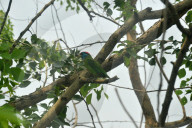 India Animal