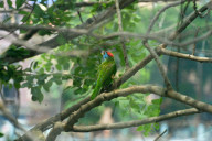 India Animal