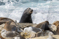 Sea Lions And Seal In La Jolla California