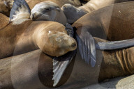 Sea Lions And Seal In La Jolla California