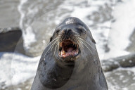 Sea Lions And Seal In La Jolla California