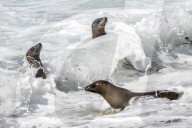 Sea Lions And Seal In La Jolla California