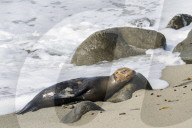 Sea Lions And Seal In La Jolla California